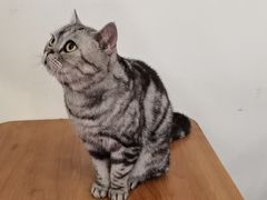 -有猫主题·治愈系猫咖(曾厝垵店)