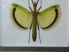 -上海昆虫博物馆