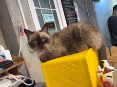 -Heymao猫咖.咖啡厅(东门店)