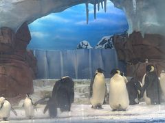 -海合安成都极地海洋公园