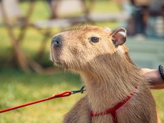 -禧宴Joyous Restaurant(禧园店)