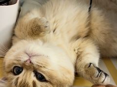 -东方名猫馆·英短金渐层布偶猫舍(环线广场1号楼店)