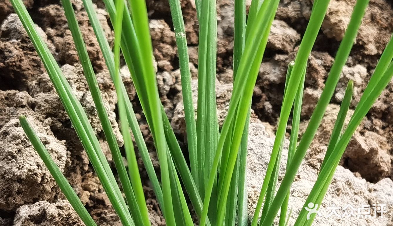 下乡抢菜