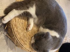 -猫儿山۰猫主题餐厅