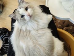 -有喵·猫咖·狗咖·40+猫狗有小奶狗(岗厦店)