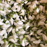 童年的芬芳[糖果]槐花香[调皮]一年只有这几天[双手合十]珍惜好时光