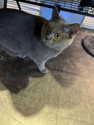 -飛凡TATTOO纹身•原创