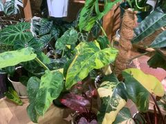 -Rabbit Cafe私房西餐甜点咖啡(栖霞路店)