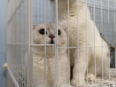 -喵的天空名猫咖啡馆·撸猫·猫舍·用品