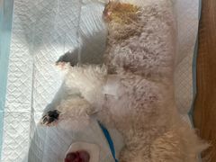 -恒幸动物医院·急重症转诊中心·神经内外科·CT核磁