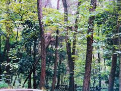 -铁山坪森林公园