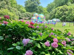 -上海共青森林公园