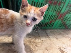 -四川大学(华西校区)