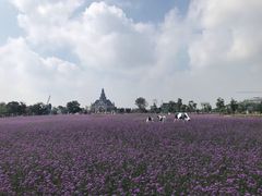 -荷兰花海