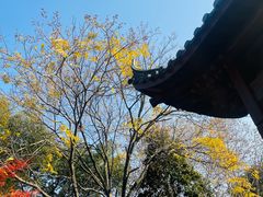 -杭州半山国家森林公园