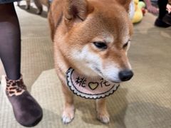 -逗柴咖啡屋·狗咖猫咖宠物桌游