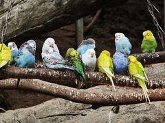 -中国大熊猫保护研究中心雅安碧峰峡基地