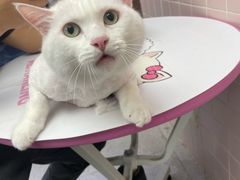 -FAELING PETS美天灵宠物(富力广场店)