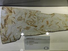 -中国第四纪冰川遗迹陈列馆