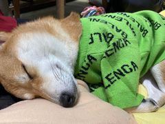 -逗柴咖啡屋·狗咖猫咖宠物桌游
