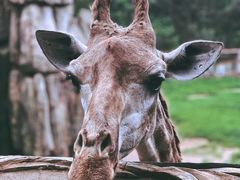 -云南野生动物园