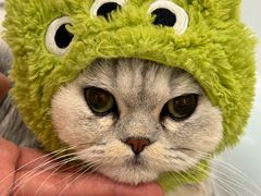 -momokira米努特·德文卷毛猫·棉花面纱犬