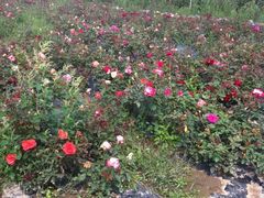 -北纬44度·金珠花海休闲农业旅游景区