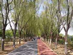 -大兴滨河森林公园