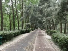 -合肥滨湖国家森林公园