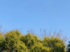 -海珠湖公园