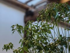 -VOYAGE COFFEE(杨梅竹店)