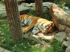 -北京野生动物园