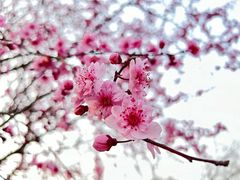 -泰丰公园