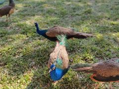 -西双版纳原始森林公园