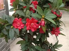 -大地土窑菜馆·特色罗浮农家菜(罗浮山景区店)