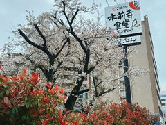 -水前寺成趣园