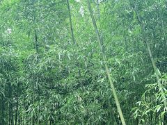 -皇藏峪国家森林公园
