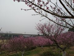 -秀丽东方