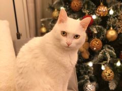 -爱妮康宠物医院·干细胞免疫细胞·肿瘤·心脏(张江店)