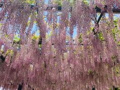 -嘉定紫藤园