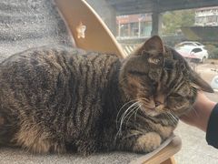 -伟伟宠物医院·瑞派猫友好医院·猫科(光谷店)
