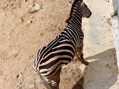 -泉州海丝野生动物世界