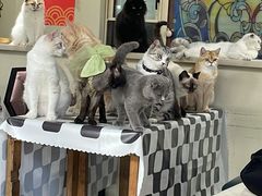 -猫小院猫主题餐厅(南锣旗舰店)