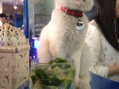 猫和莫吉托-Sirena海妖日咖夜酒