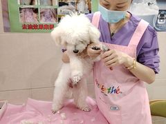 -北京观赏动物医院·24小时大型综合·猫专科·异宠专科