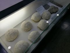 -中国第四纪冰川遗迹陈列馆