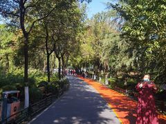 -大兴滨河森林公园