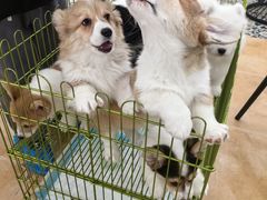 -Let's go狗咖·猫咖·奶狗·桌游(春熙路IFS店)