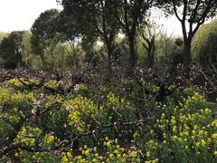 -南汇桃花村