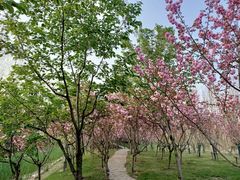 -合肥滨湖国家森林公园